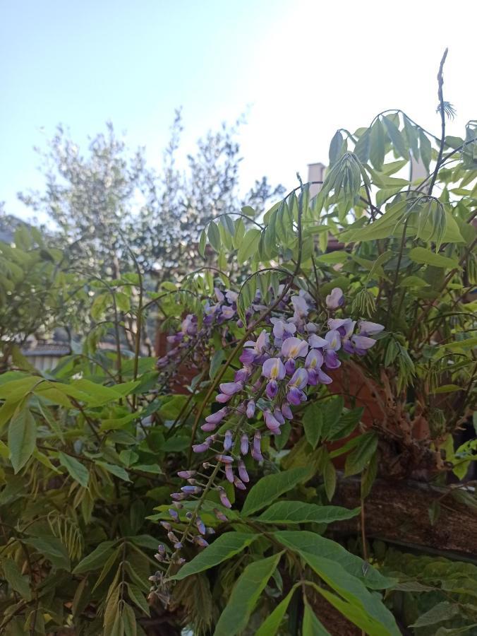 Il Glicine Cozy Appartamnent, Near Sestri Levante Between Cinque Terre E Portofino Casarza Ligure Εξωτερικό φωτογραφία