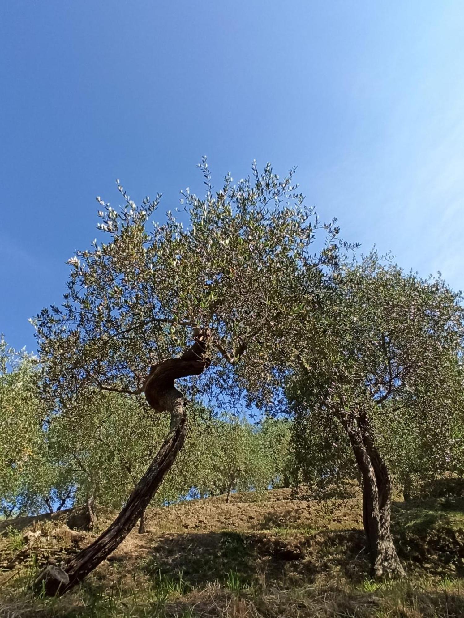 Il Glicine Cozy Appartamnent, Near Sestri Levante Between Cinque Terre E Portofino Casarza Ligure Εξωτερικό φωτογραφία